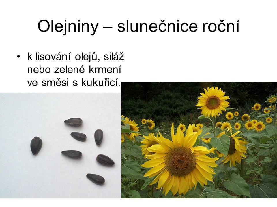 Olejniny – slunečnice roční