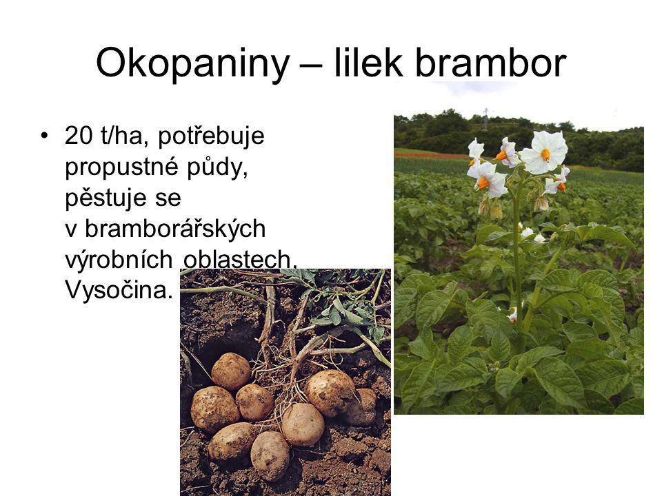 Okopaniny – lilek brambor