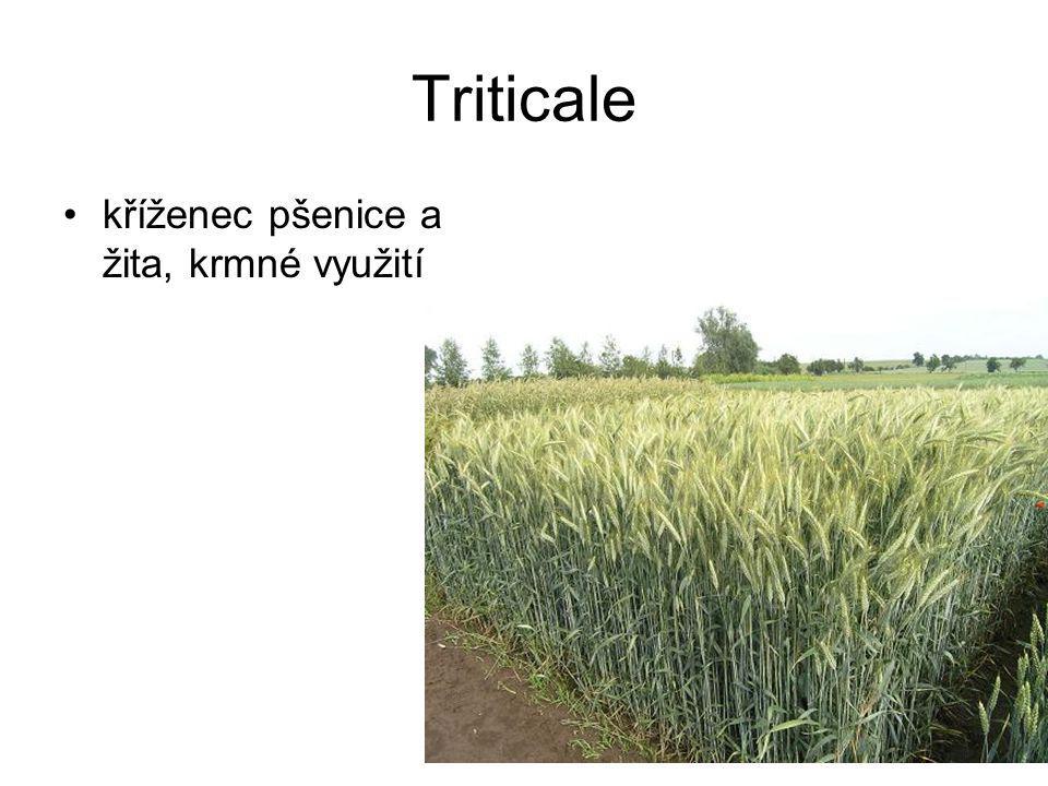Triticale kříženec pšenice a žita, krmné využití