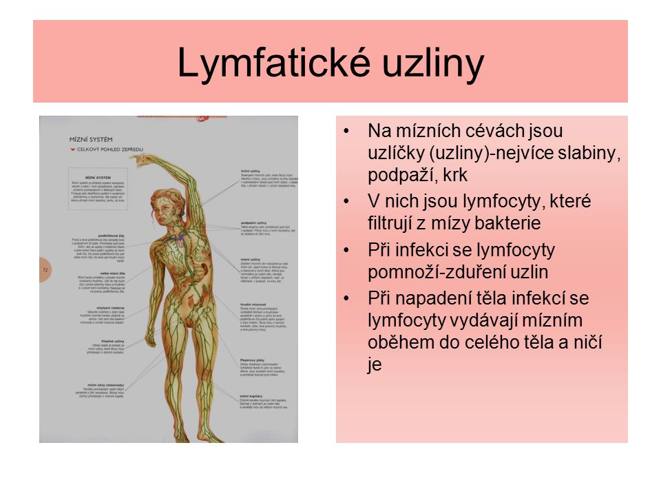 Lymfatické uzliny Na mízních cévách jsou uzlíčky (uzliny)-nejvíce slabiny, podpaží, krk. V nich jsou lymfocyty, které filtrují z mízy bakterie.