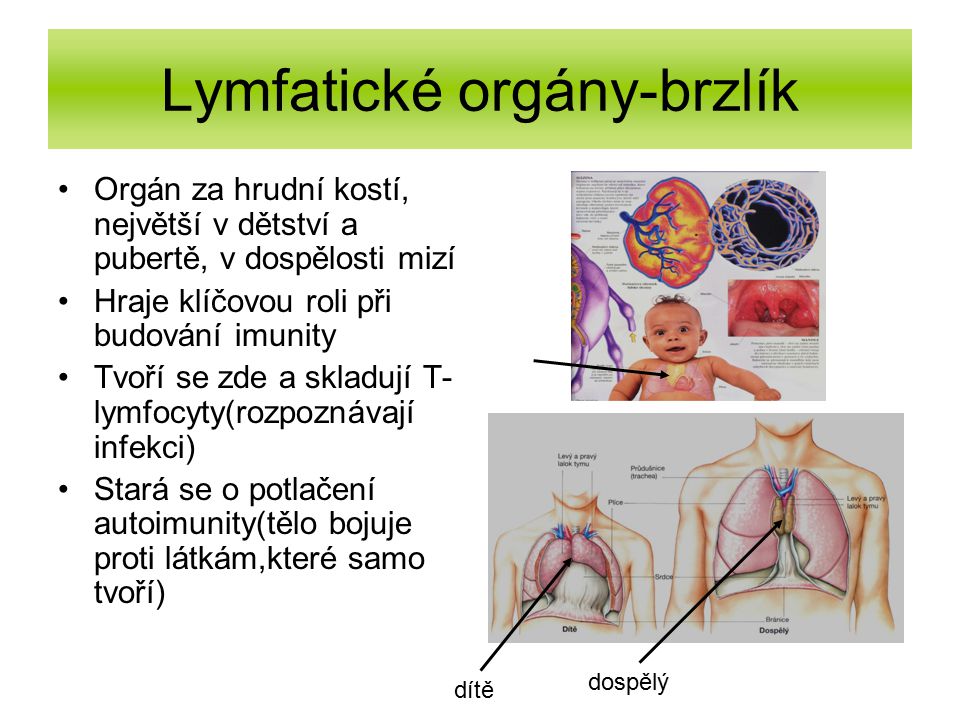 Lymfatické orgány-brzlík