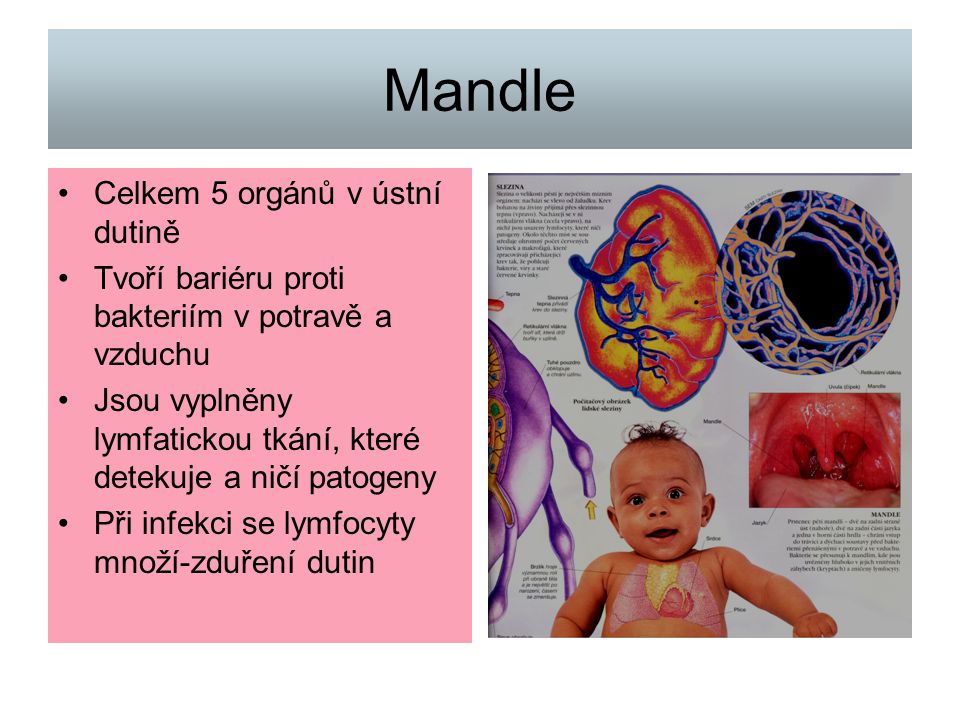 Mandle Celkem 5 orgánů v ústní dutině