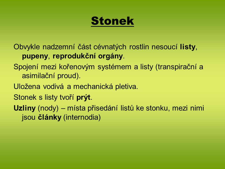 Stonek Obvykle nadzemní část cévnatých rostlin nesoucí listy, pupeny, reprodukční orgány.