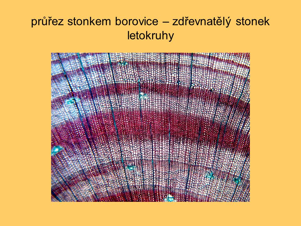 průřez stonkem borovice – zdřevnatělý stonek letokruhy