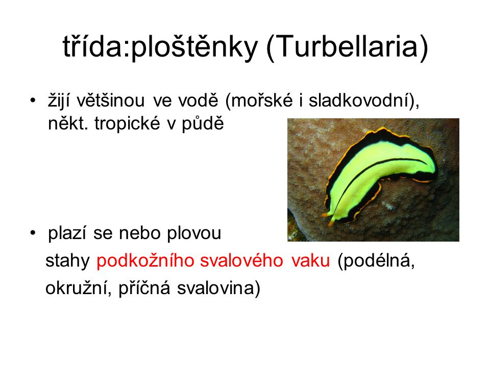 třída:ploštěnky (Turbellaria)