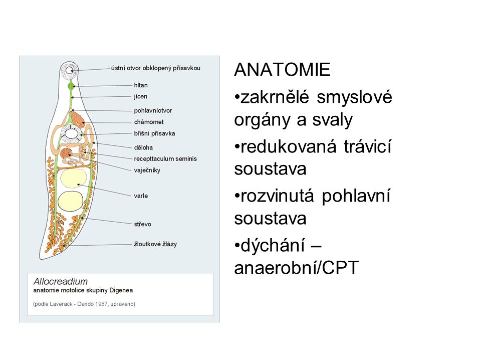 ANATOMIE zakrnělé smyslové orgány a svaly. redukovaná trávicí soustava. rozvinutá pohlavní soustava.