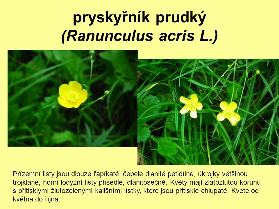 pryskyřník prudký (Ranunculus acris L.)