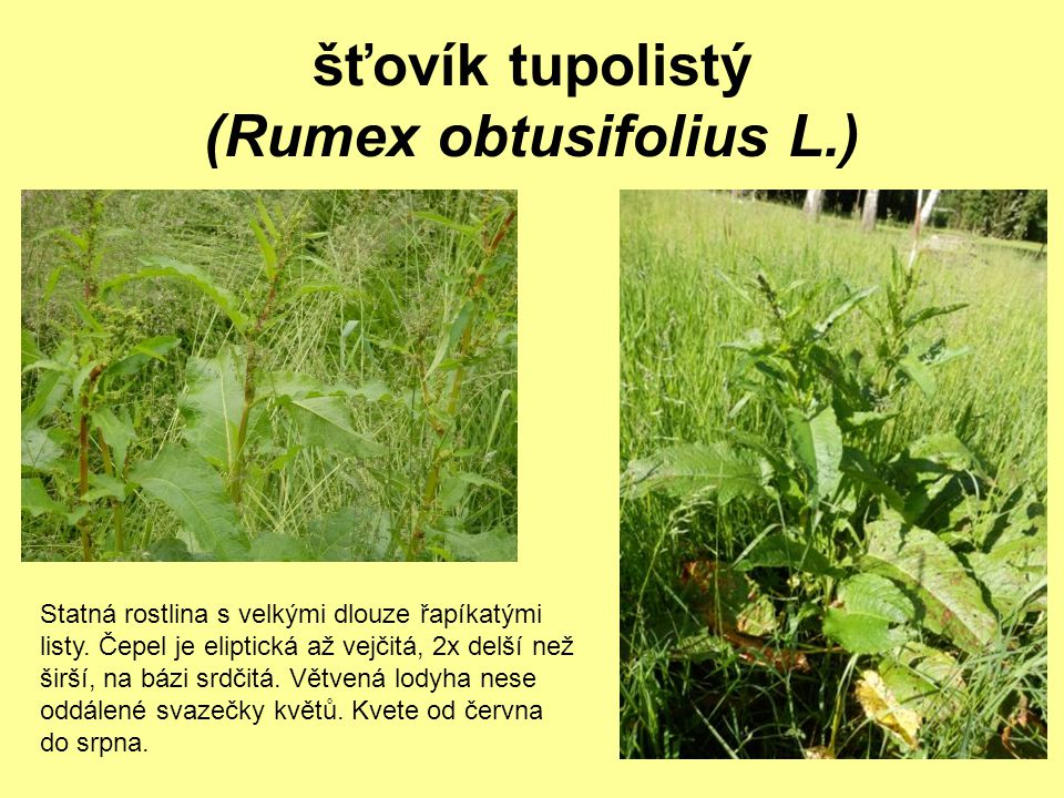 šťovík tupolistý (Rumex obtusifolius L.)