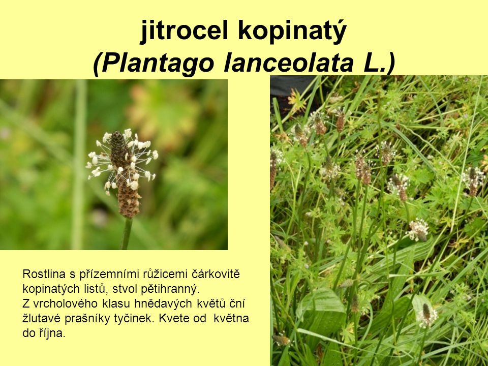 jitrocel kopinatý (Plantago lanceolata L.)