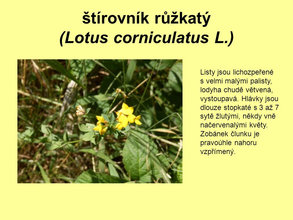štírovník růžkatý (Lotus corniculatus L.)