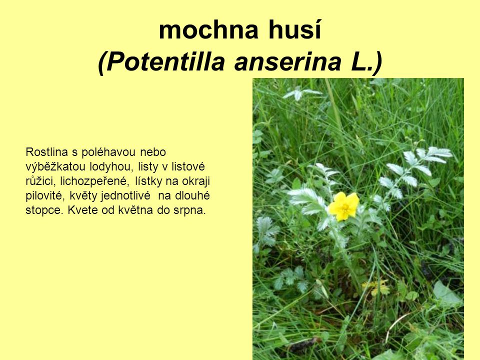 mochna husí (Potentilla anserina L.)