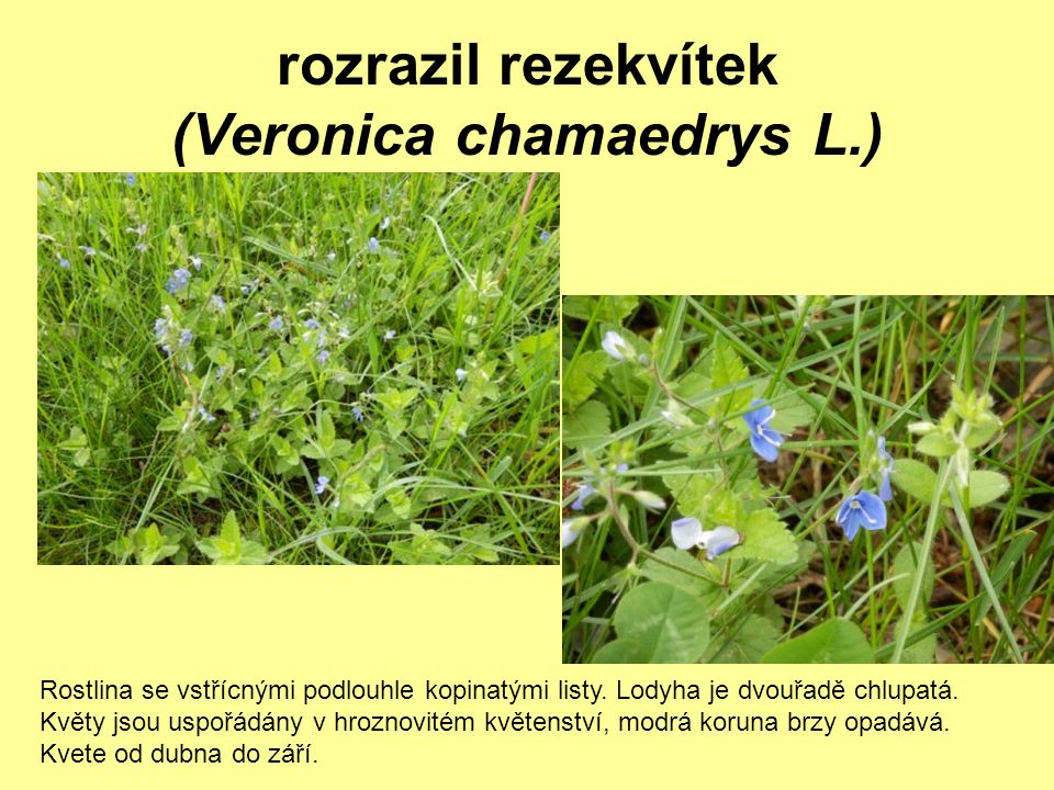 rozrazil rezekvítek (Veronica chamaedrys L.)