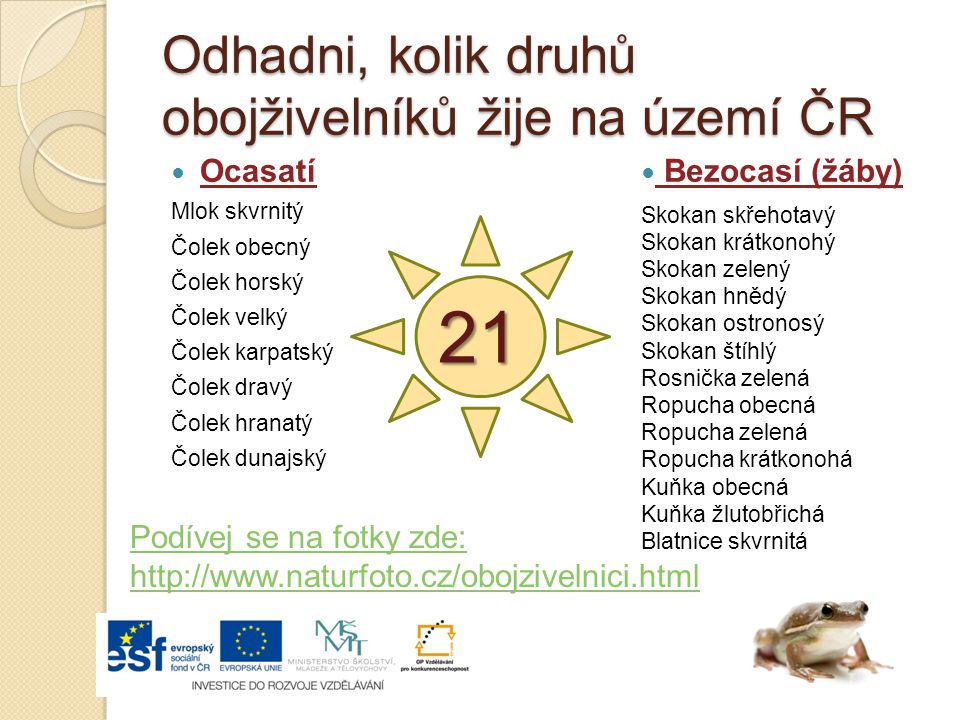 Odhadni, kolik druhů obojživelníků žije na území ČR