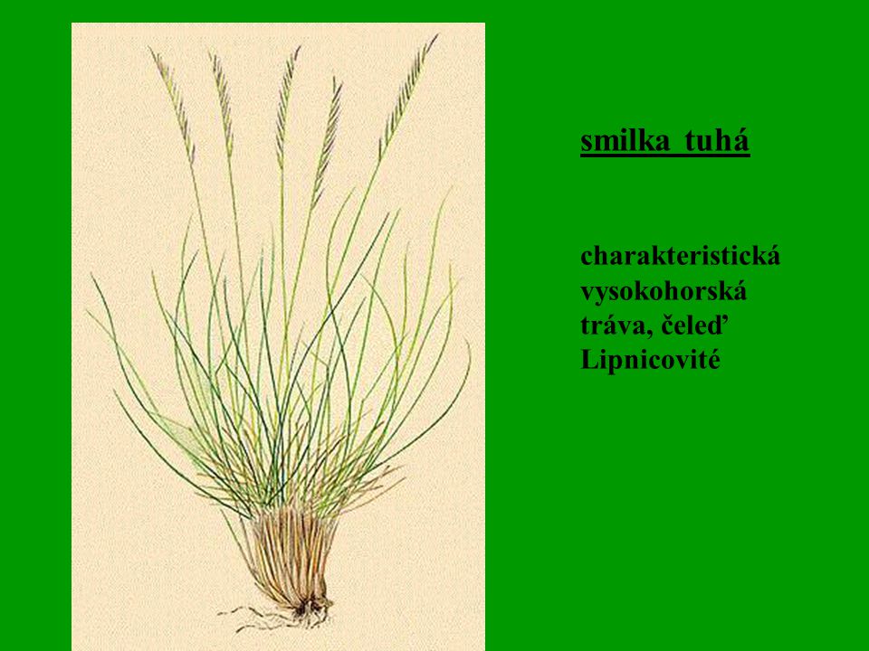 smilka tuhá charakteristická vysokohorská tráva, čeleď Lipnicovité
