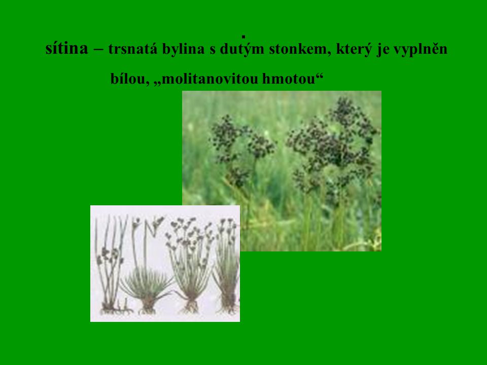 . sítina – trsnatá bylina s dutým stonkem, který je vyplněn