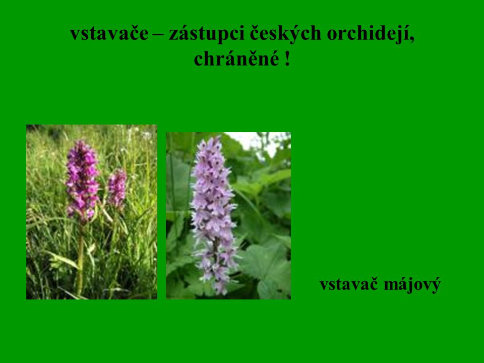 vstavače – zástupci českých orchidejí, chráněné !