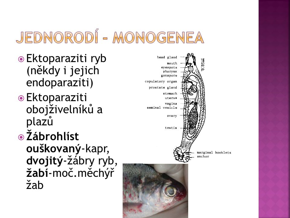 Jednorodí - monogenea Ektoparaziti ryb (někdy i jejich endoparaziti)