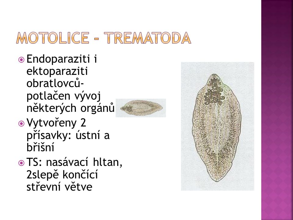 Motolice - Trematoda Endoparaziti i ektoparaziti obratlovců- potlačen vývoj některých orgánů. Vytvořeny 2 přísavky: ústní a břišní.