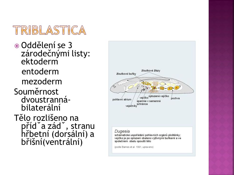 triblastica Oddělení se 3 zárodečnými listy: ektoderm entoderm