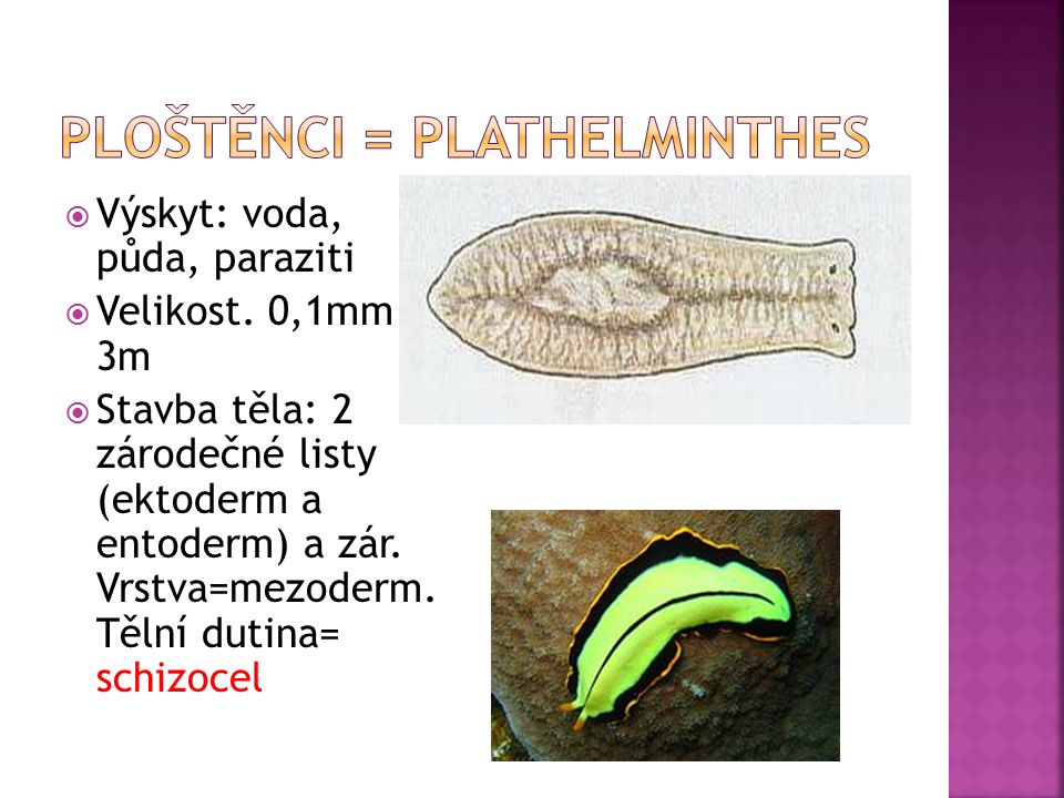 Ploštěnci = Plathelminthes