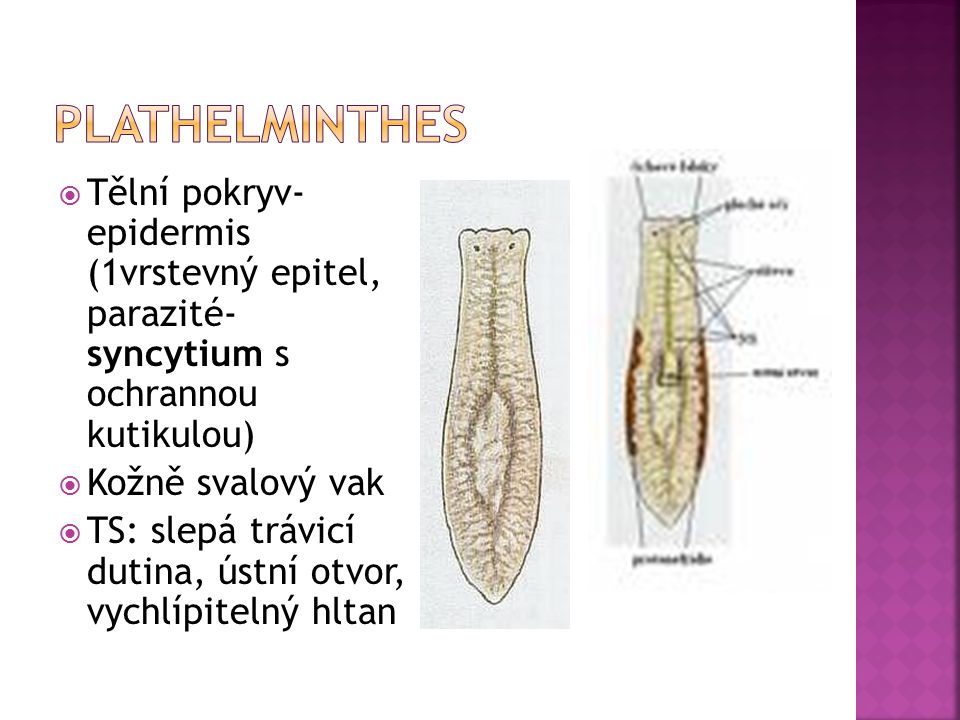 Plathelminthes Tělní pokryv- epidermis (1vrstevný epitel, parazité- syncytium s ochrannou kutikulou)