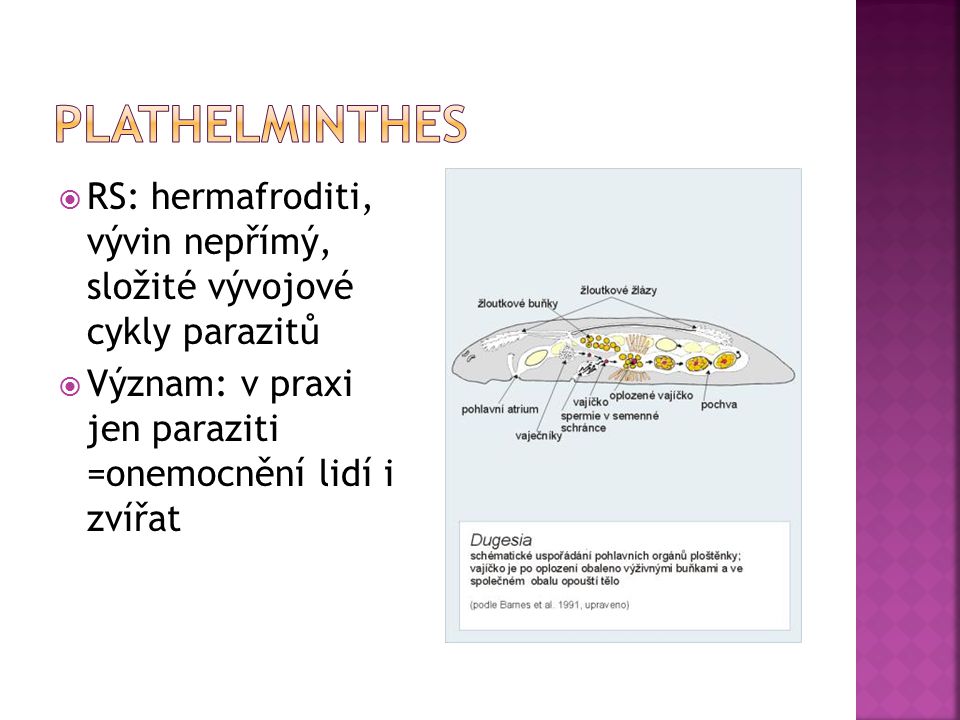 Plathelminthes RS: hermafroditi, vývin nepřímý, složité vývojové cykly parazitů.