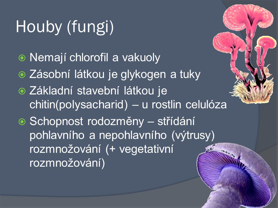 Houby (fungi) Nemají chlorofil a vakuoly