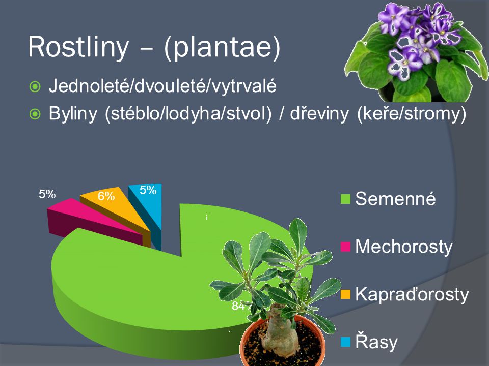 Rostliny – (plantae) Jednoleté/dvouleté/vytrvalé
