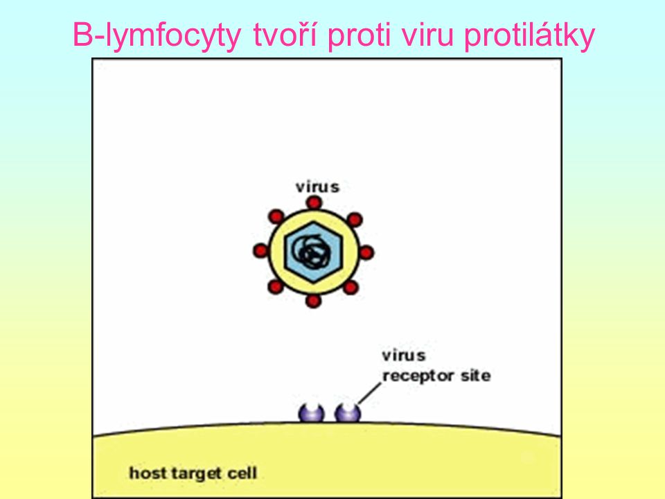 B-lymfocyty tvoří proti viru protilátky