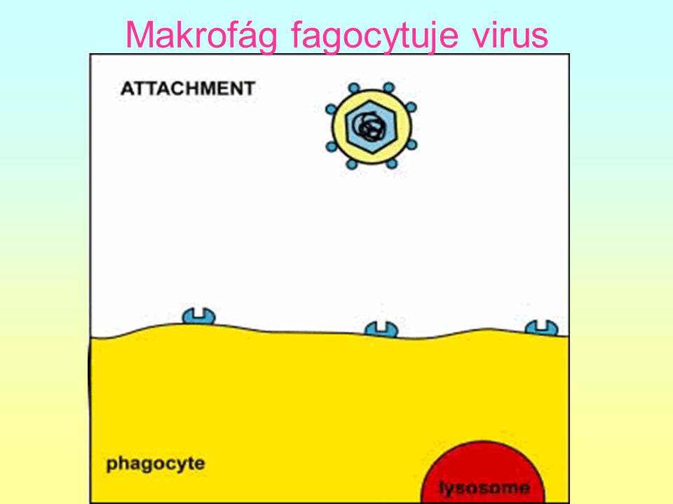 Makrofág fagocytuje virus
