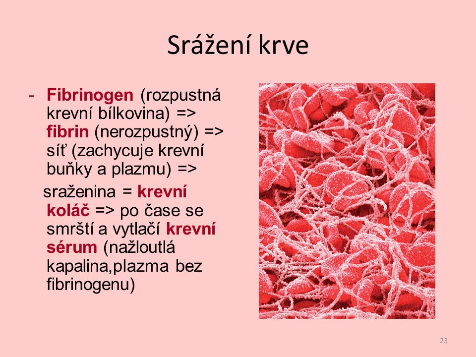 Srážení krve Fibrinogen (rozpustná krevní bílkovina) => fibrin (nerozpustný) => síť (zachycuje krevní buňky a plazmu) =>
