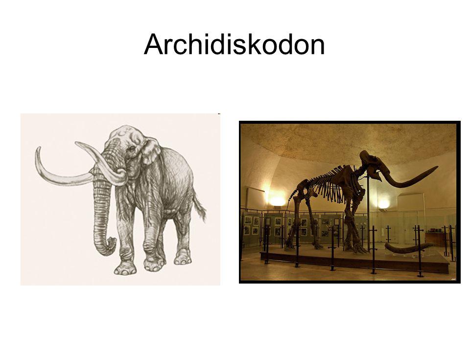 Archidiskodon