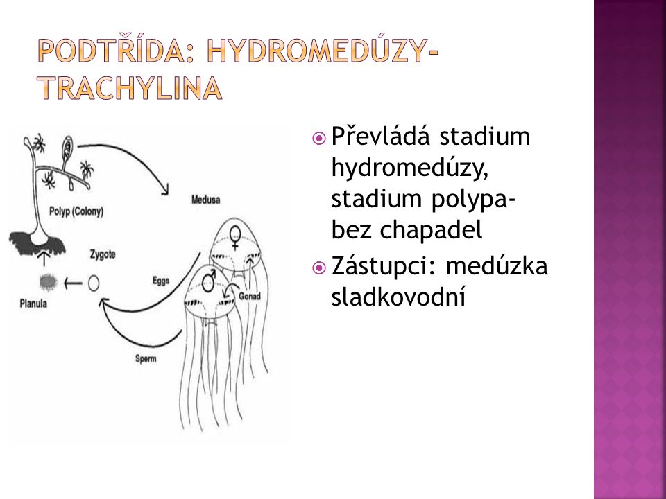 Podtřída: Hydromedúzy- Trachylina