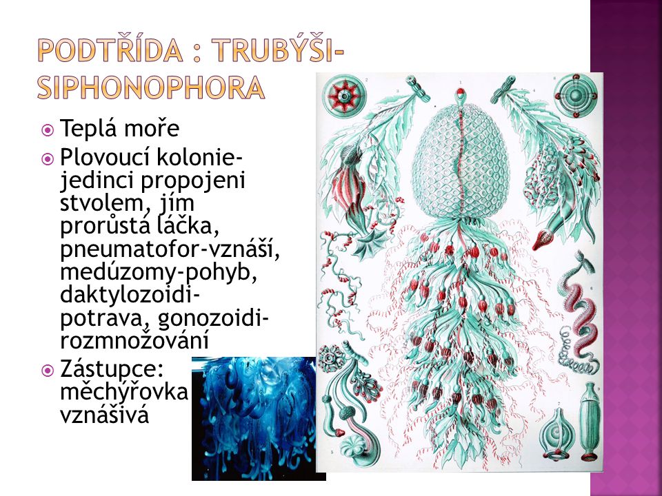 Podtřída : trubýši- Siphonophora