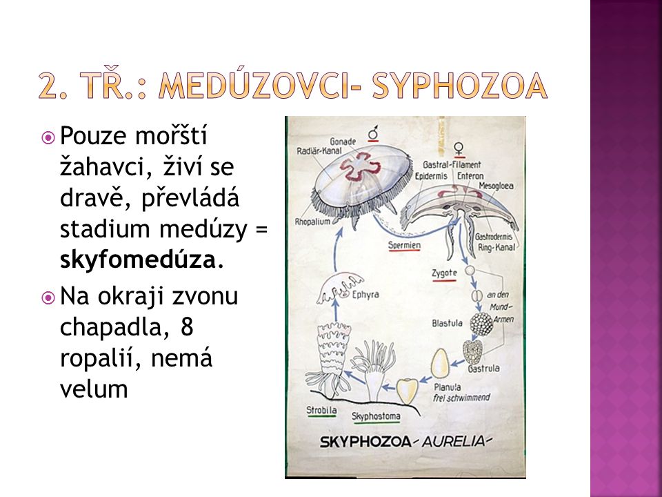 2. tř.: medúzovci- Syphozoa