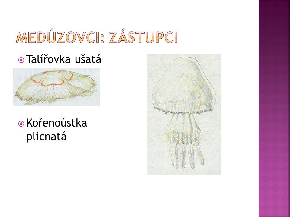 Medúzovci: zástupci Talířovka ušatá Kořenoústka plicnatá
