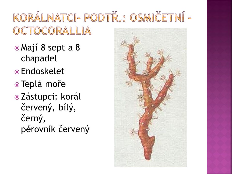Korálnatci- podtř.: osmičetní - Octocorallia