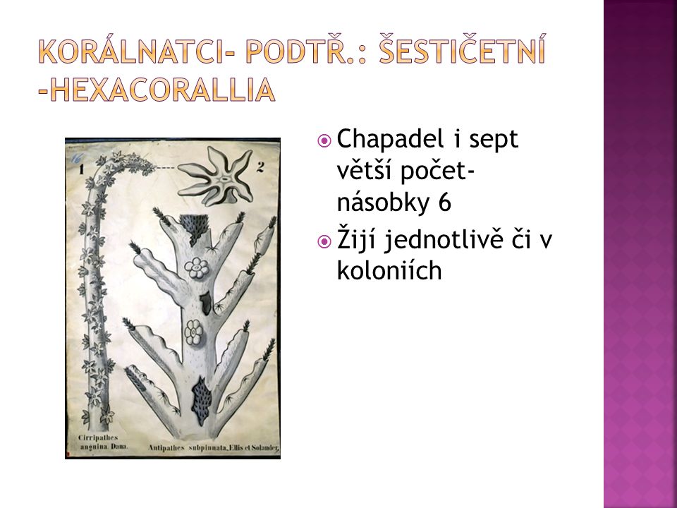 Korálnatci- podtř.: šestičetní -hexacorallia
