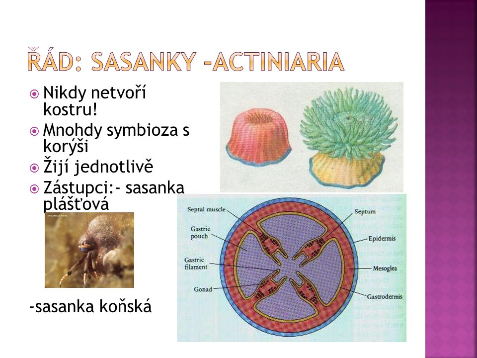 Řád: sasanky -actiniaria