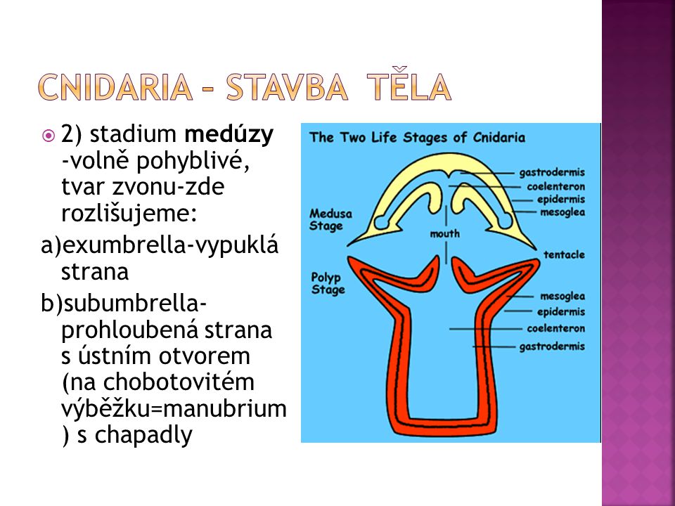 Cnidaria – stavba těla 2) stadium medúzy -volně pohyblivé, tvar zvonu-zde rozlišujeme: a)exumbrella-vypuklá strana.