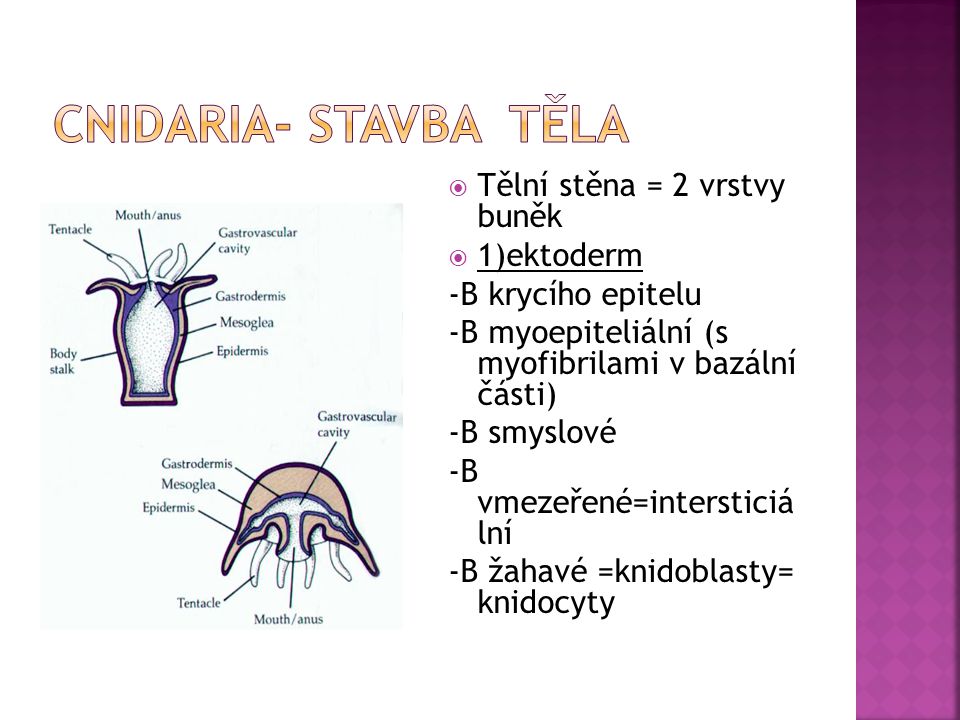 Cnidaria- stavba těla Tělní stěna = 2 vrstvy buněk 1)ektoderm