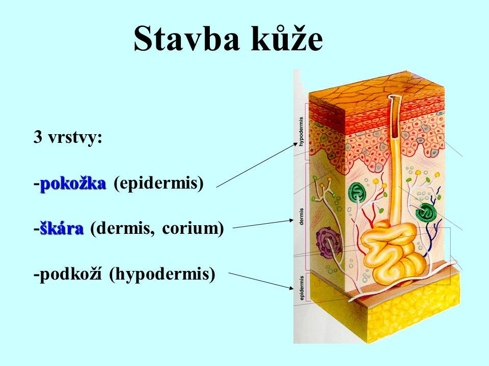 Stavba kůže 3 vrstvy: -pokožka (epidermis) -škára (dermis, corium)