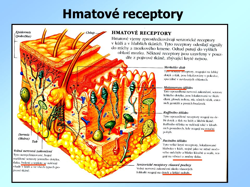 Hmatové receptory