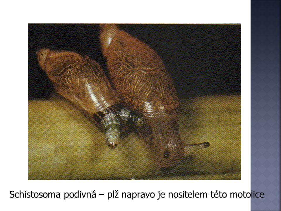 Schistosoma podivná – plž napravo je nositelem této motolice