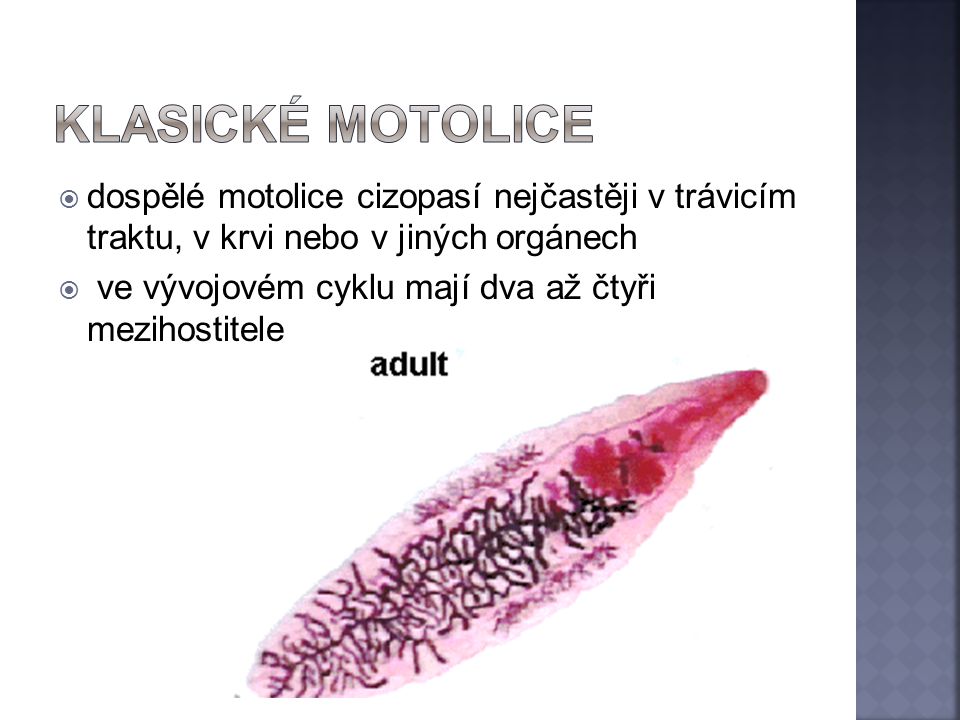 Klasické motolice dospělé motolice cizopasí nejčastěji v trávicím traktu, v krvi nebo v jiných orgánech.