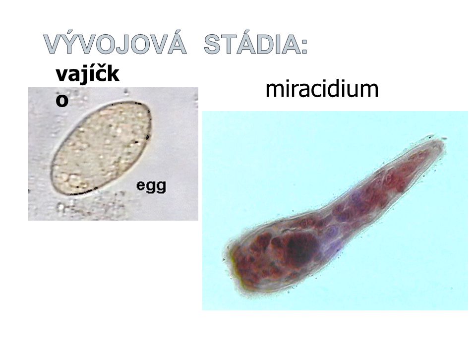 Vývojová stádia: vajíčko miracidium