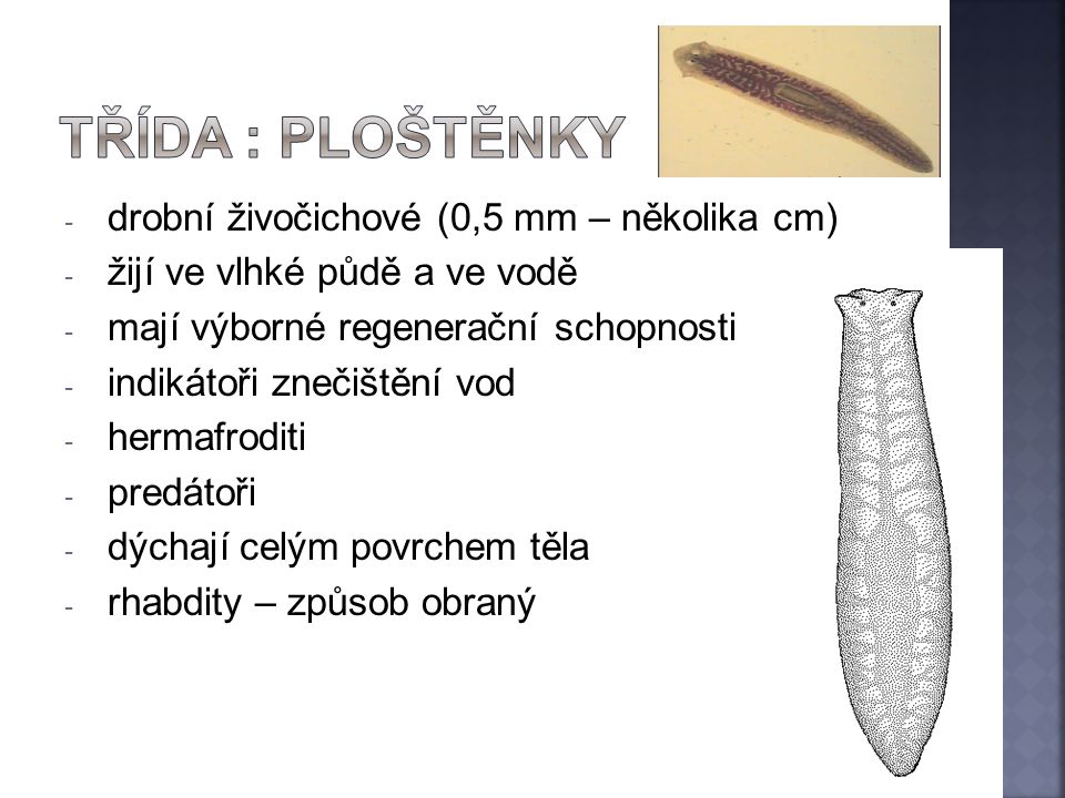 TŘÍDA : ploštěnky drobní živočichové (0,5 mm – několika cm)