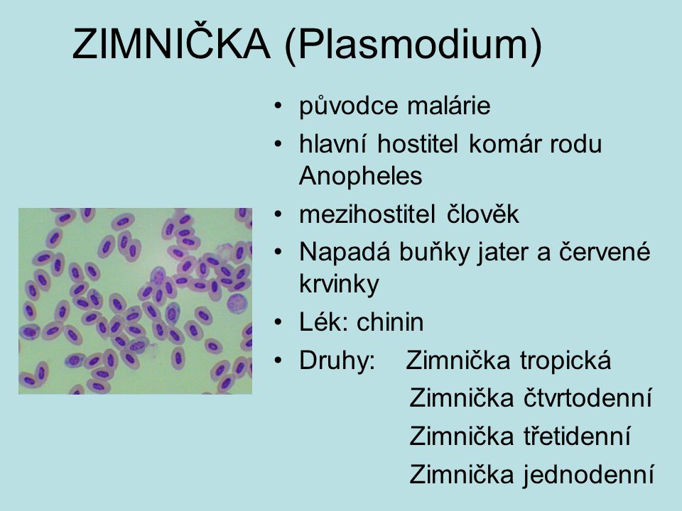 ZIMNIČKA (Plasmodium)