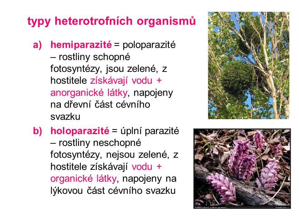 typy heterotrofních organismů