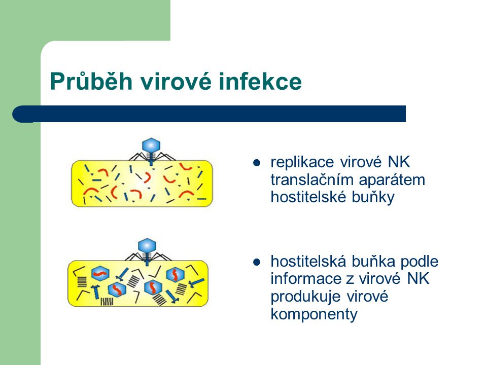 Průběh virové infekce replikace virové NK translačním aparátem hostitelské buňky.